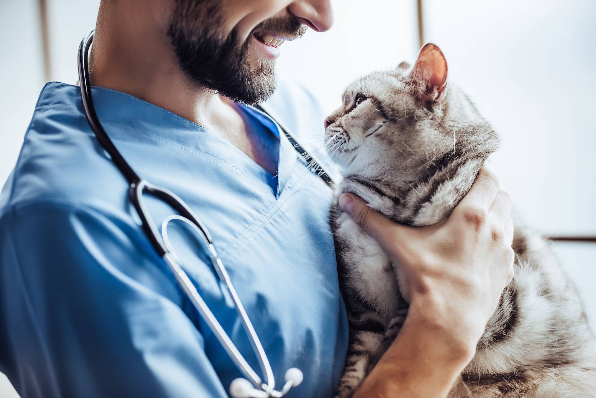 Vétérinaire chat