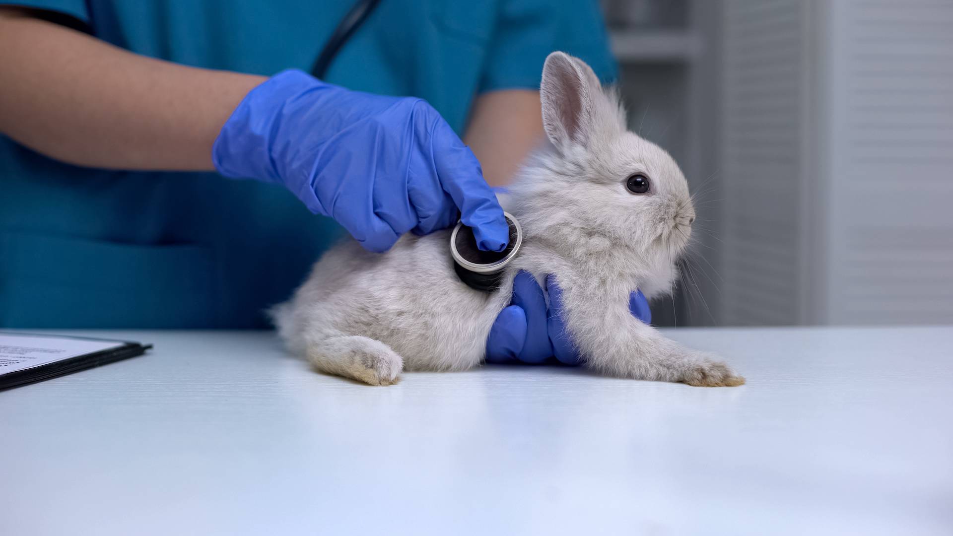 Vétérinaire lapin