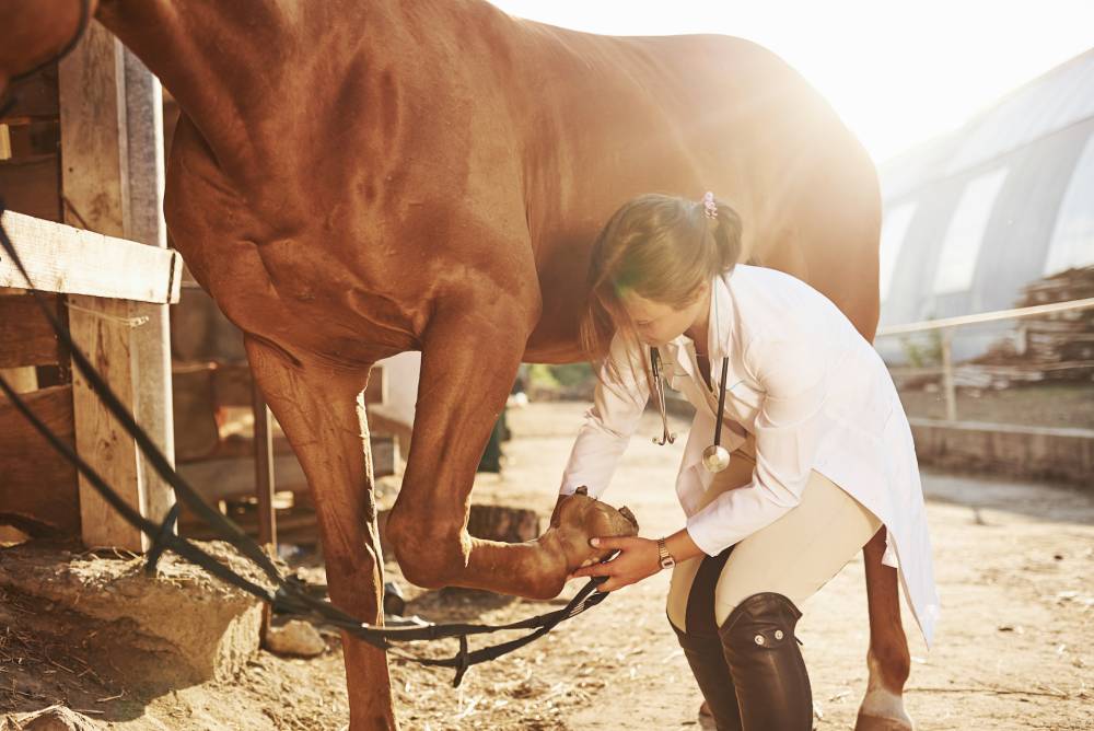 Vétérinaire cheval