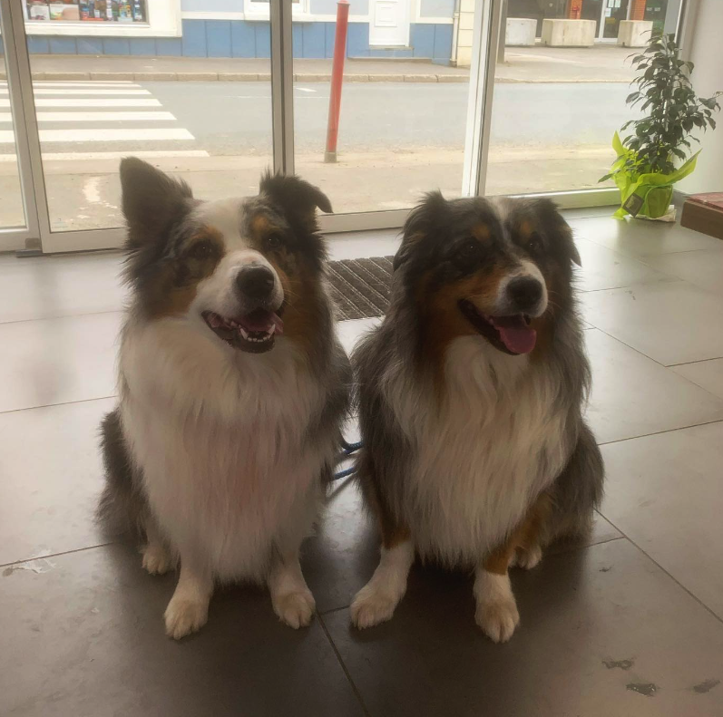 Chiens