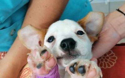 chiot