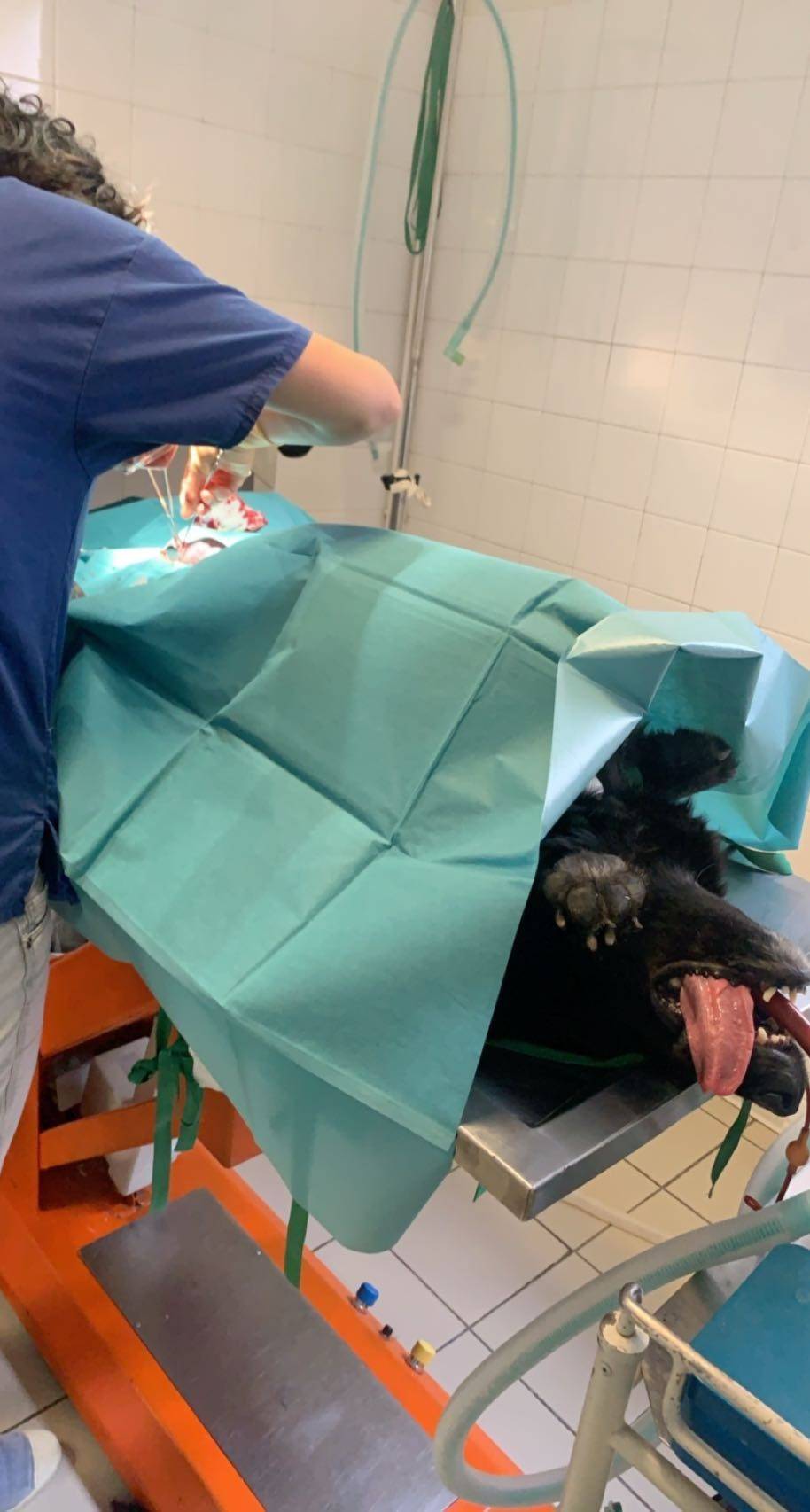 Chirurgie Abdominale sur un chien: