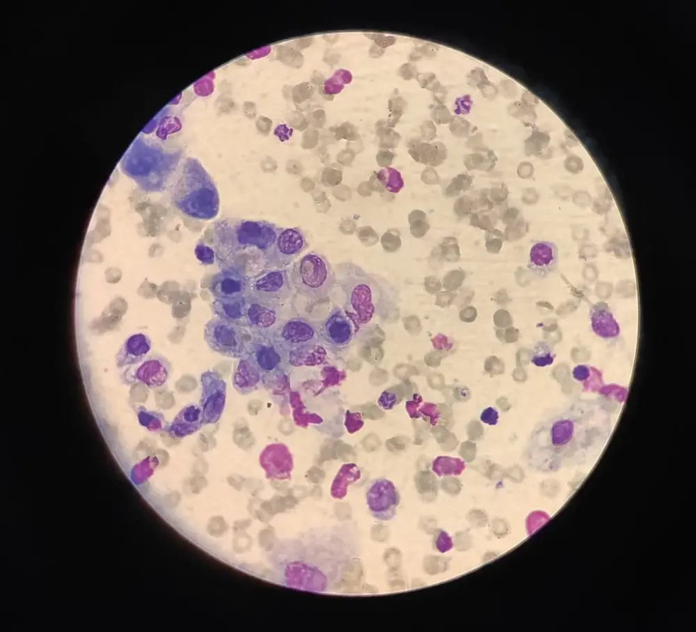 microscope