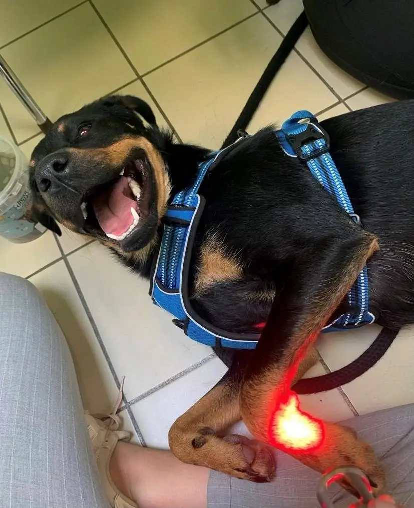 Laserthérapie sur l'articulation du carpe