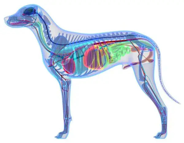 anatomie_du_chien_muscles_squelette_organes