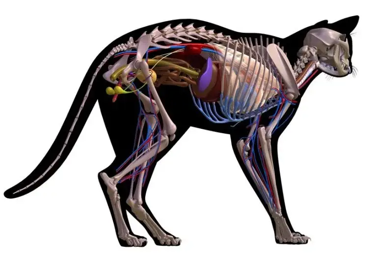 anatomie-chat
