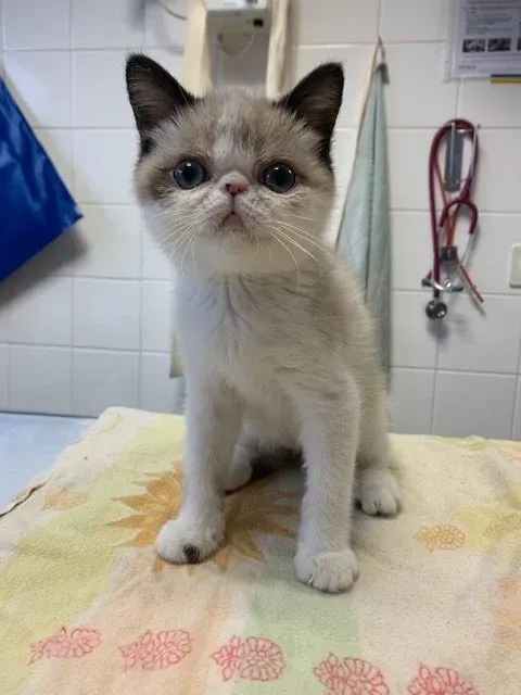 chaton Exotic Shorthai