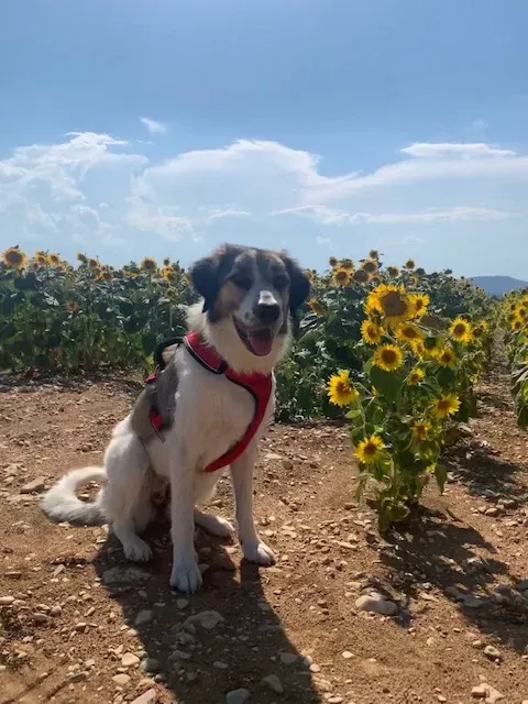 bella