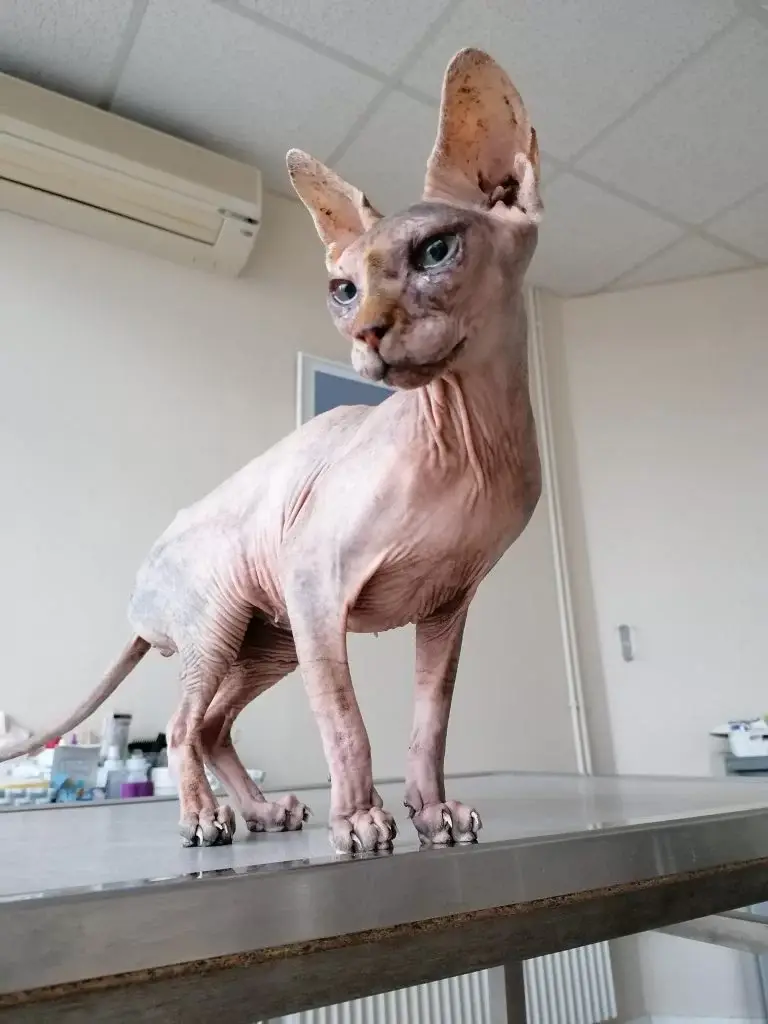 sphynx