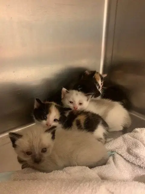chatons