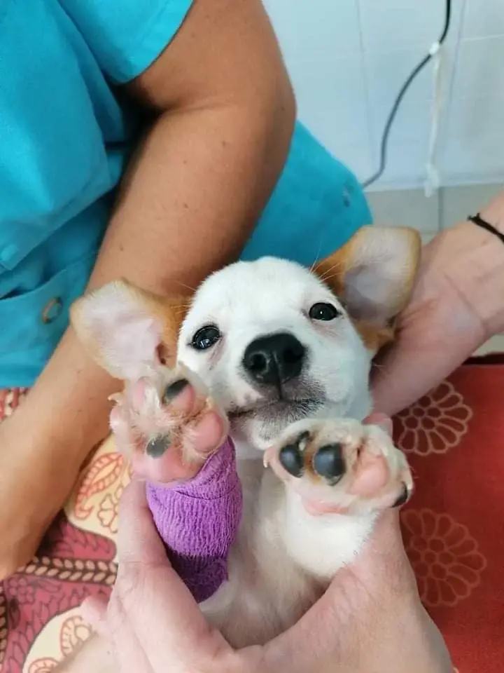 chiot-mignon
