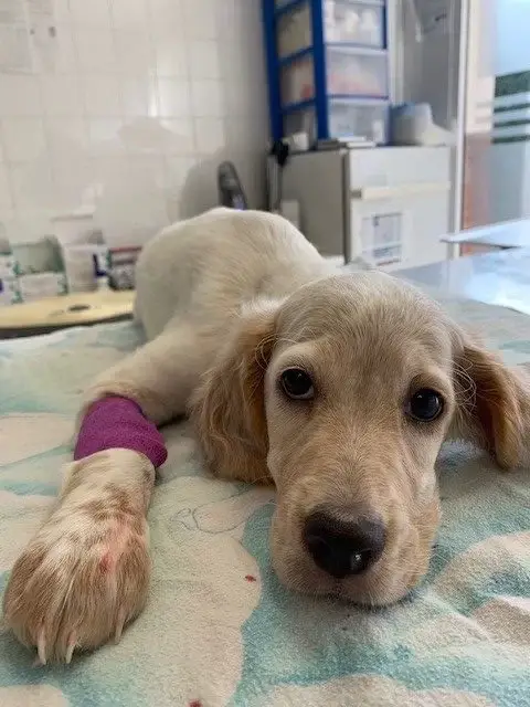 chiot