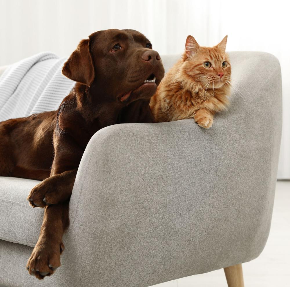 animaux de compagnie