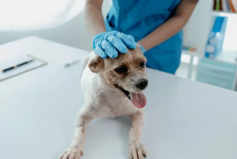 Veterinaire-chien