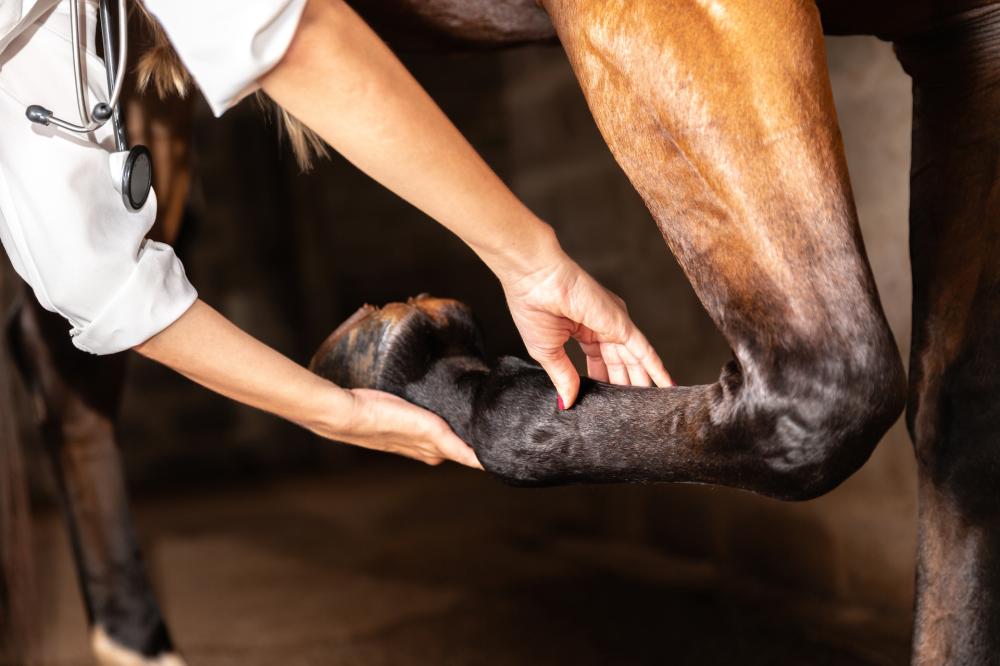 soins cheval