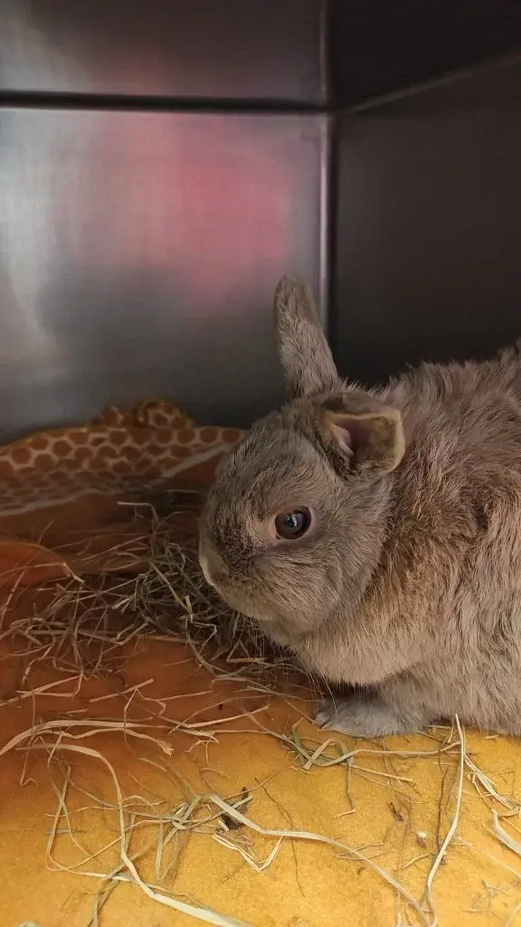 lapin-hospitalisé
