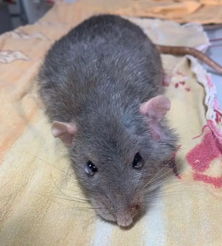 rat