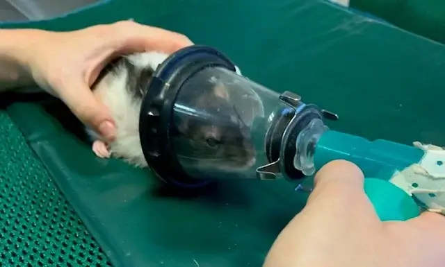 Anesthésie rat