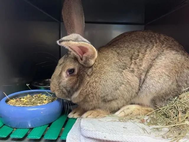 lapin-geant