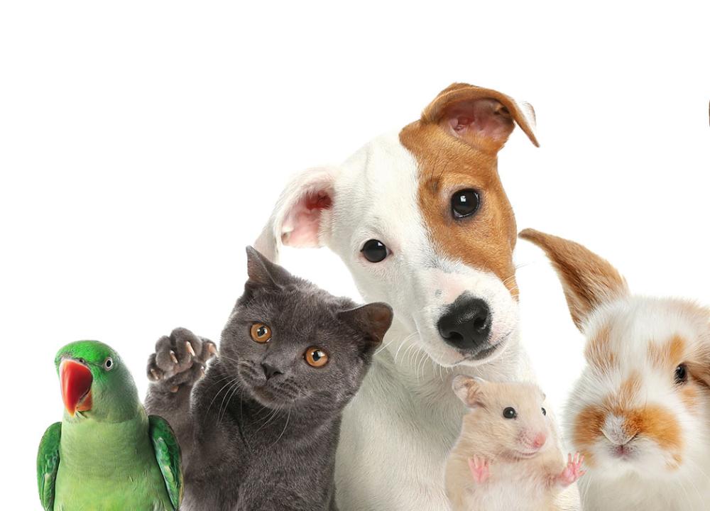 nouveaux animaux de compagnie