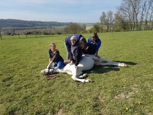 contention d'un cheval