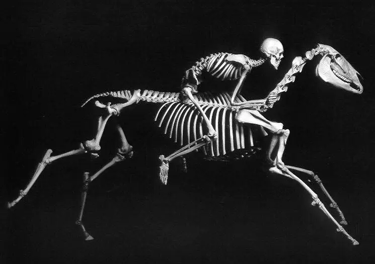 osteo-cheval