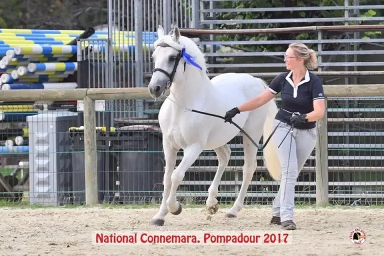 cheval-marion