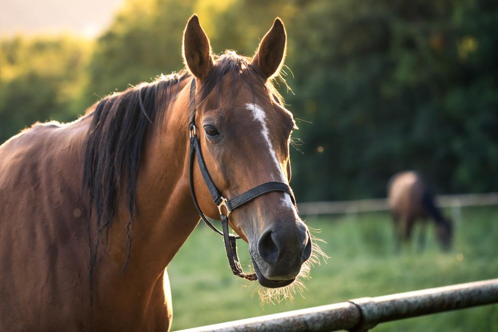 Cheval