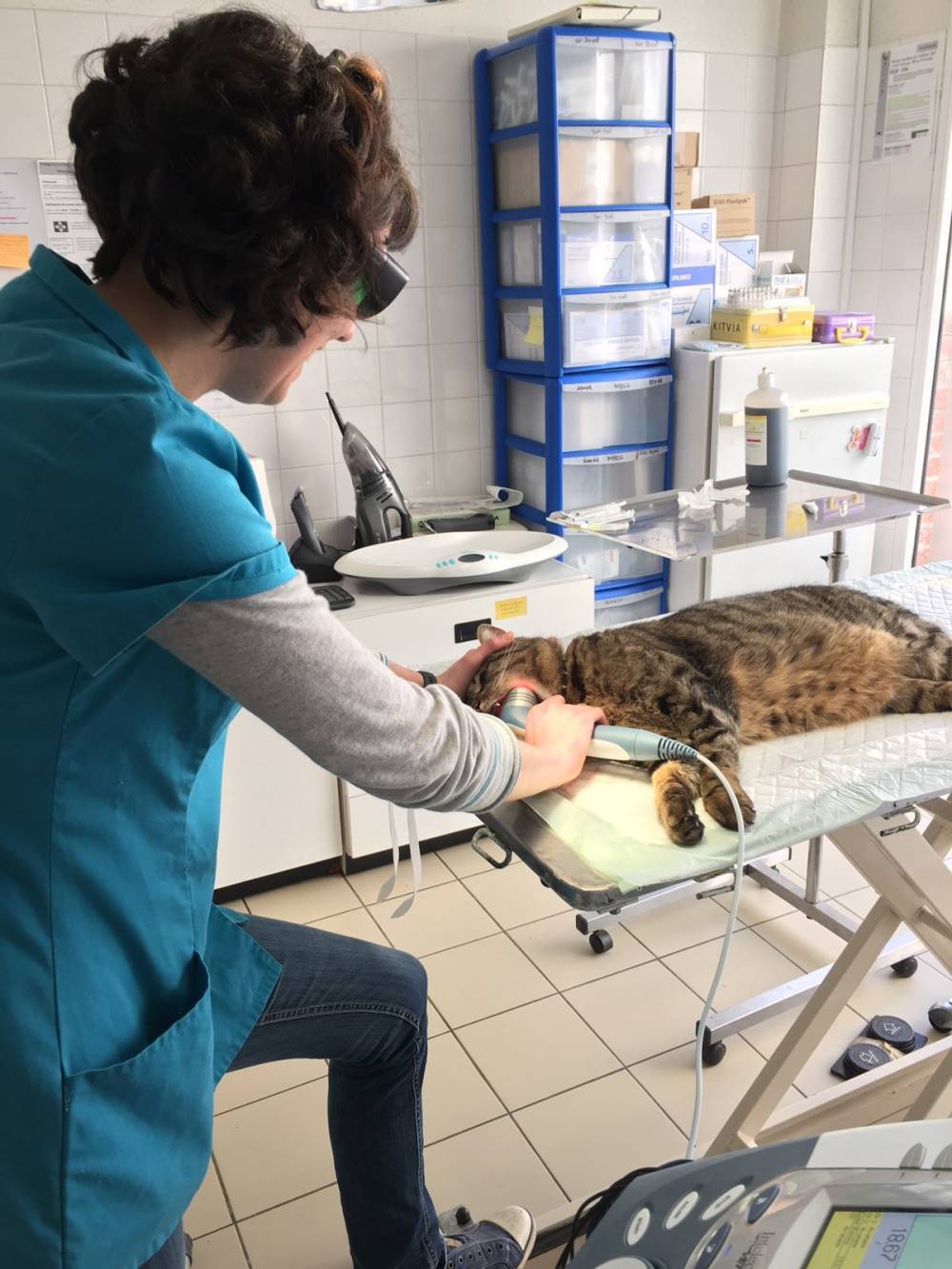 Laserthérapie sur un chat