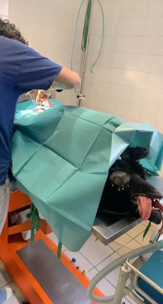  Chirurgie Abdominale sur un chien