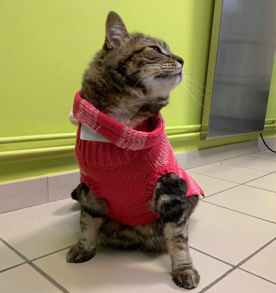 mascotte