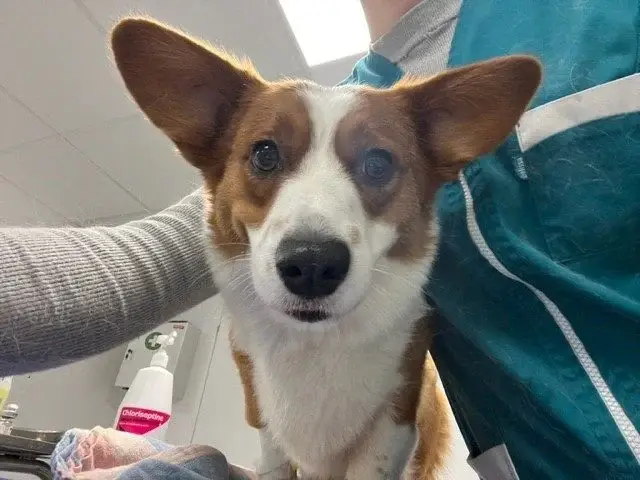 corgy