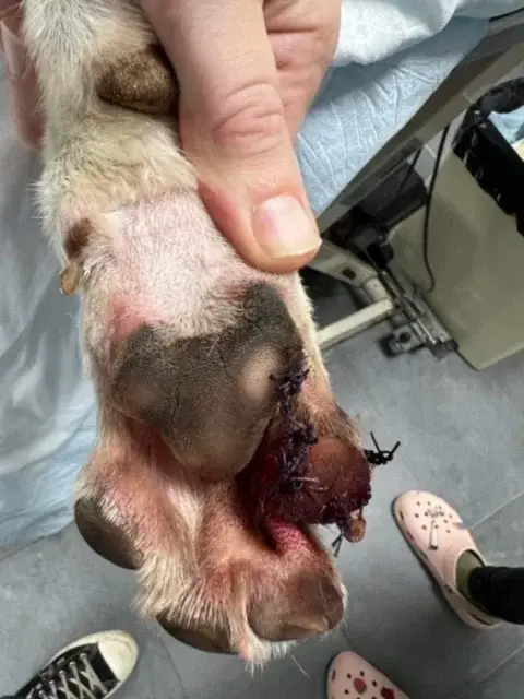 plaie-chien-recousue-suture-