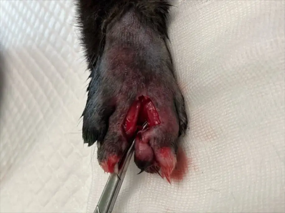 plaie-patte-chat-coupure