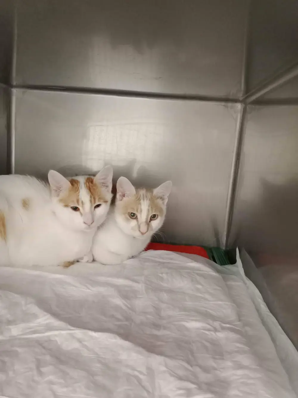 deux chat