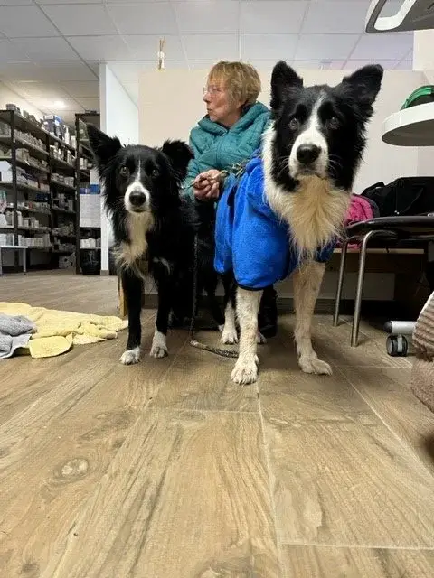 border-collie-hydrotherapie-physiotherapie-balneotherapie-hydro-e1670424481781