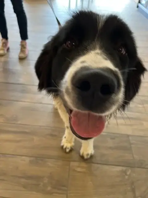 landseer-chien
