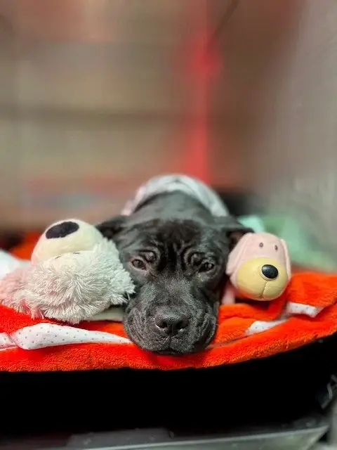 staffie