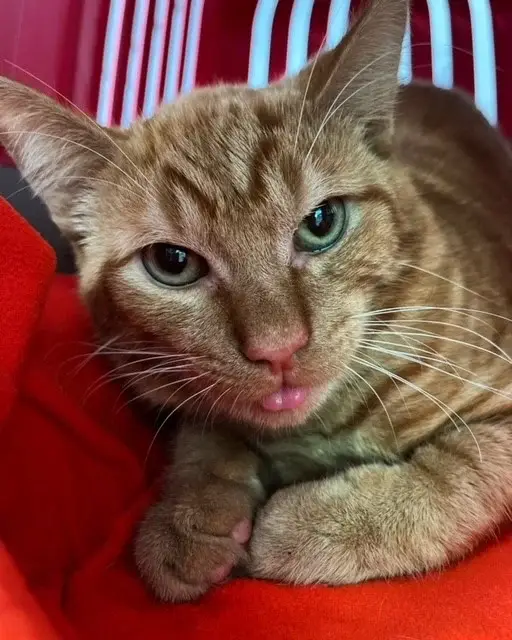 chat-roux