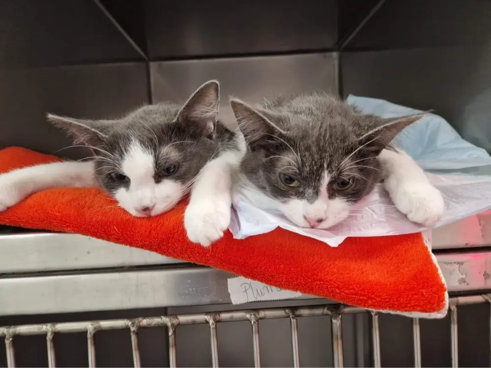 chats-jumeaux-gris-et-blanc
