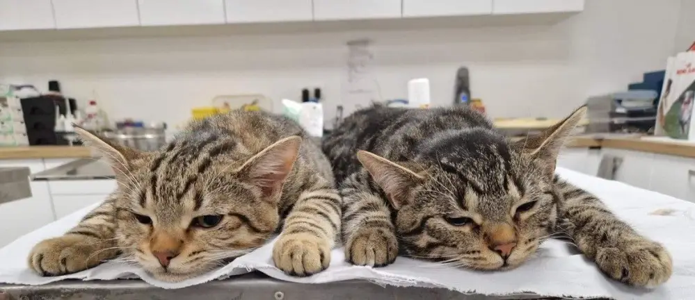 chat-jumeaux-tigres