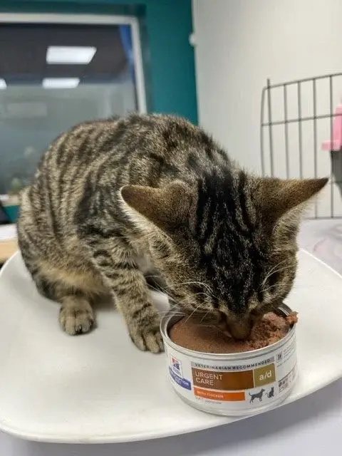 chat-appetit-pate