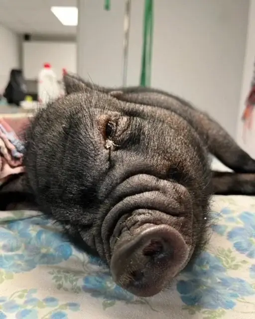 cochon