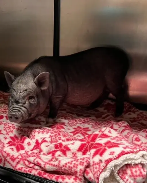 babe-cochon